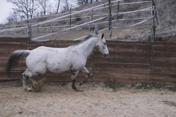 Allevamento cavalli Appaloosa