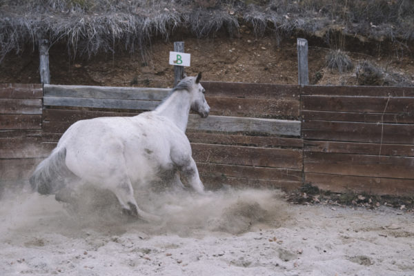 Allevamento cavalli Appaloosa