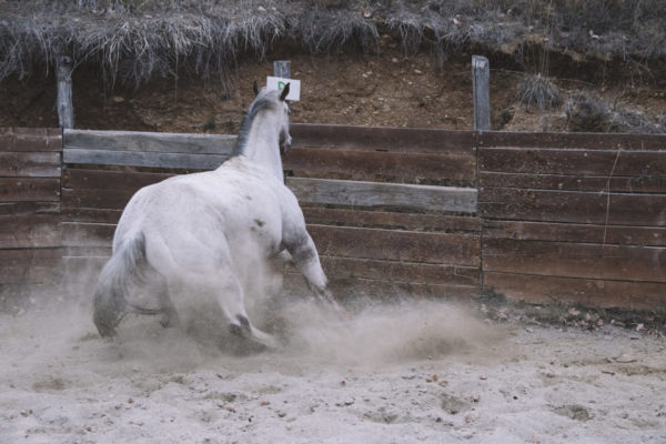 Allevamento cavalli Appaloosa