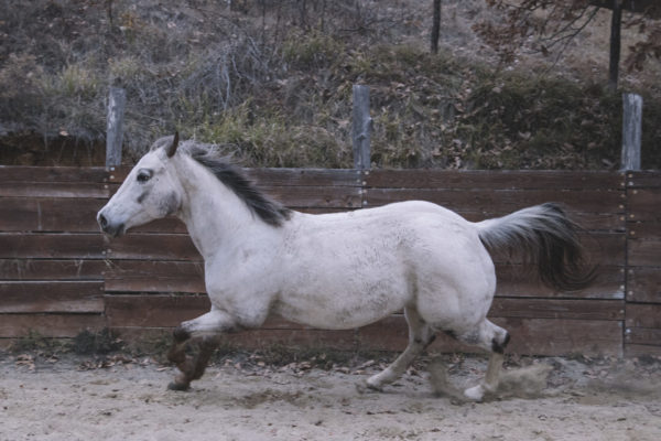 Allevamento cavalli Appaloosa