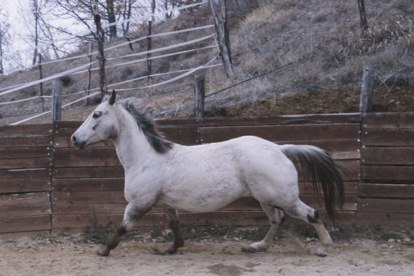 Allevamento cavalli Appaloosa