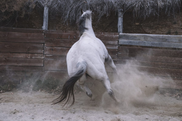 Allevamento cavalli Appaloosa