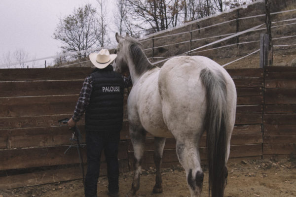 Allevamento cavalli Appaloosa