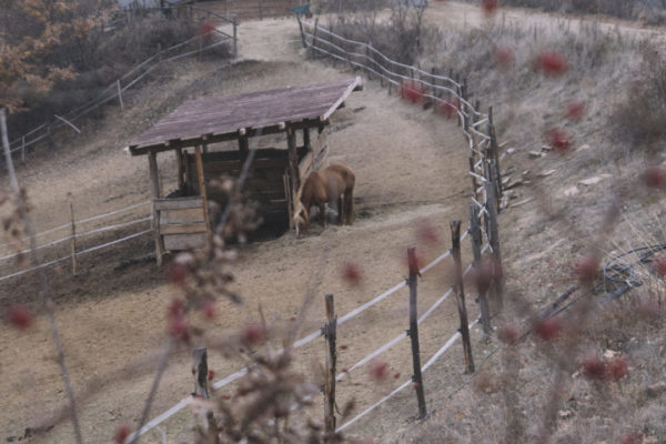 Allevamento cavalli Appaloosa