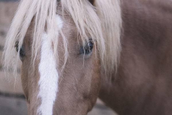 Allevamento cavalli Appaloosa