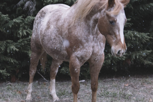 Allevamento cavalli Appaloosa