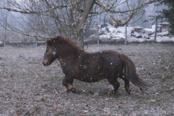 Allevamento cavalli Appaloosa