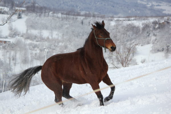 Allevamento cavalli Appaloosa