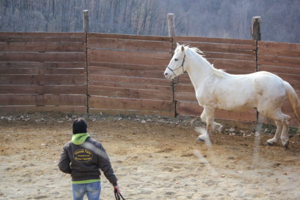 Allevamento cavalli Appaloosa