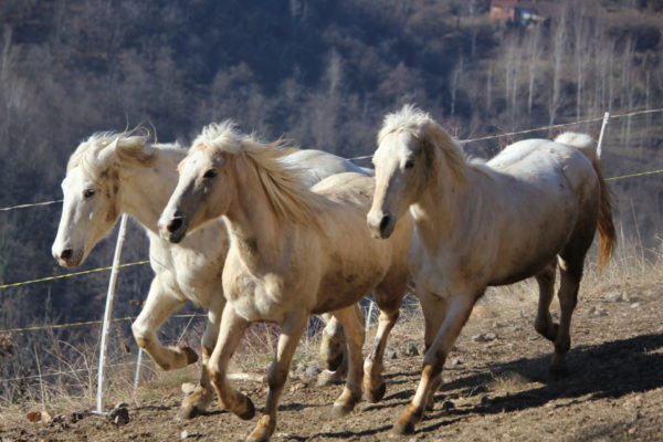 Allevamento cavalli Appaloosa