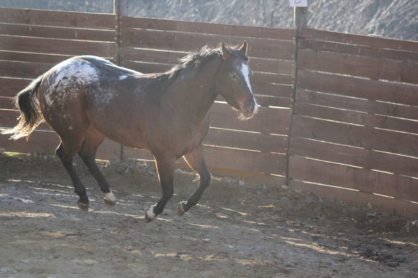 Allevamento cavalli Appaloosa