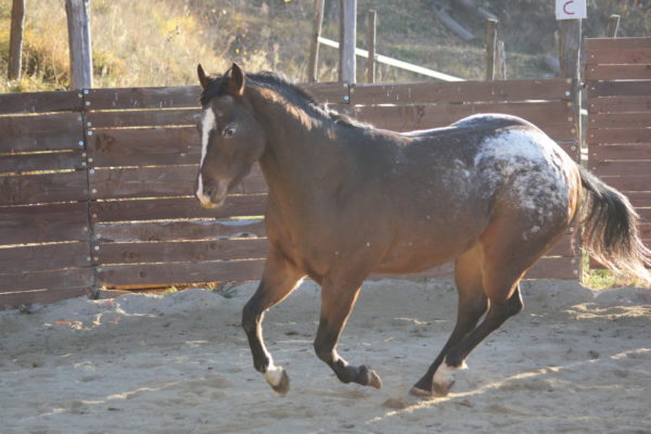 Allevamento cavalli Appaloosa