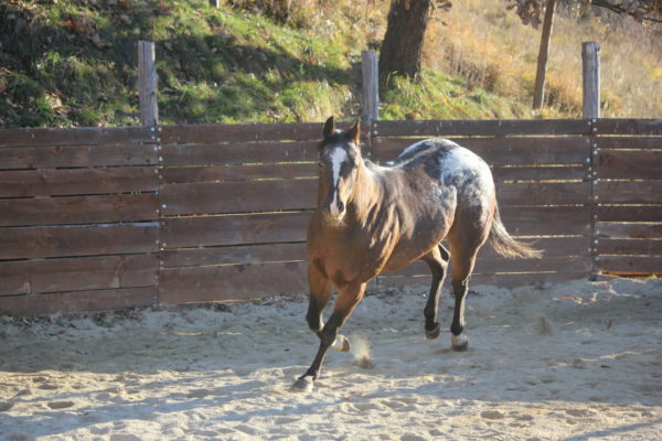 Allevamento cavalli Appaloosa