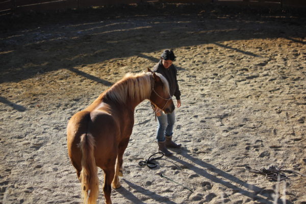 Allevamento cavalli Appaloosa