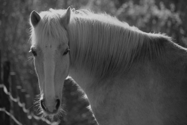 Allevamento cavalli Appaloosa