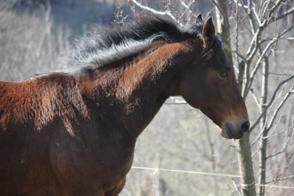 Allevamento cavalli Appaloosa