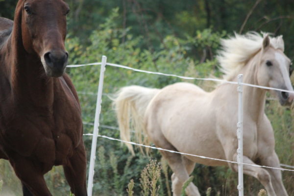 Allevamento cavalli Appaloosa