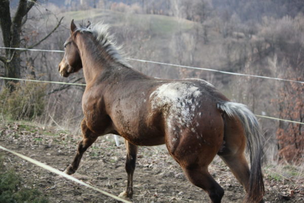 Allevamento cavalli Appaloosa