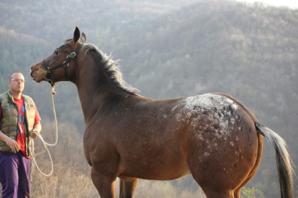 Allevamento cavalli Appaloosa