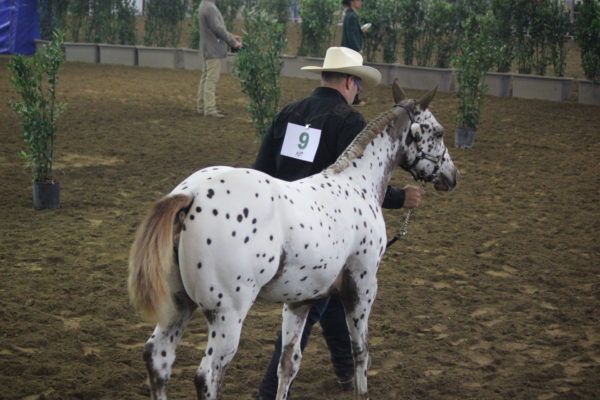 Allevamento cavalli Appaloosa