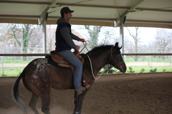 Allevamento cavalli Appaloosa