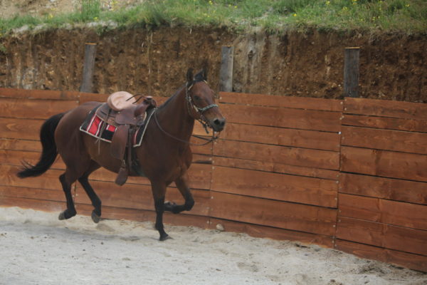 Allevamento cavalli Appaloosa