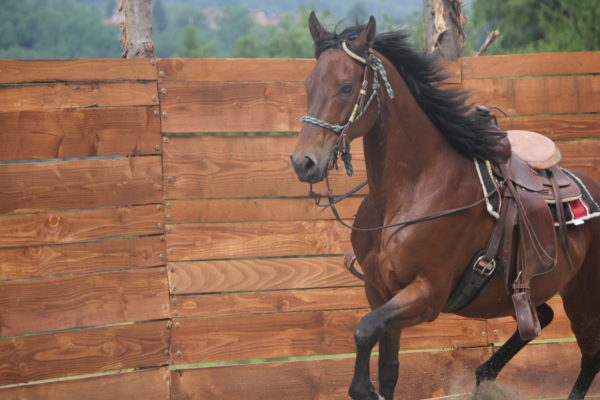 Allevamento cavalli Appaloosa