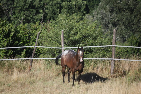 Allevamento cavalli Appaloosa