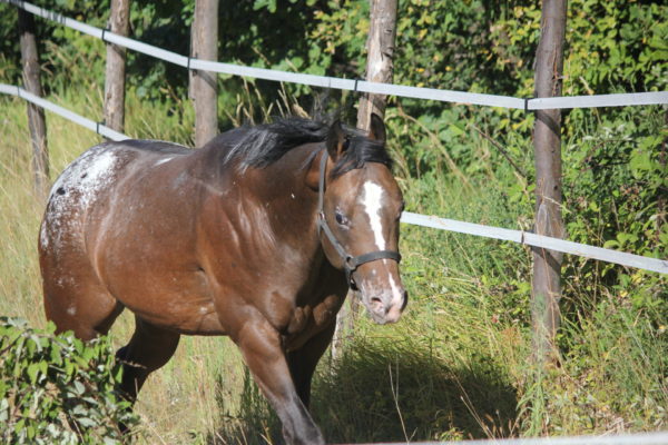 Allevamento cavalli Appaloosa