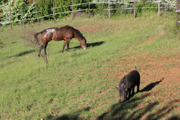 Allevamento cavalli Appaloosa