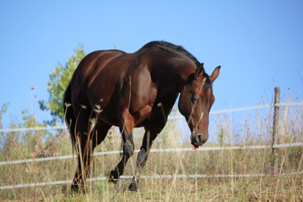 Allevamento cavalli Appaloosa