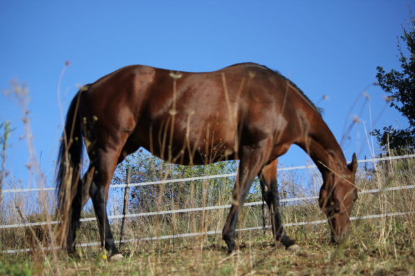 Allevamento cavalli Appaloosa