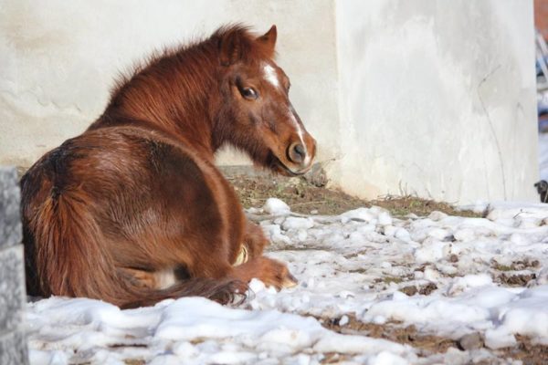 Allevamento cavalli Appaloosa